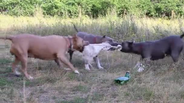 Staffordshire Terrier Hundar Utbildade Och Friska Luften Aktivt Uppfylla Tränare — Stockvideo