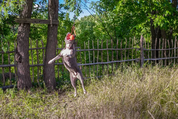 Psy staffordshire terrier są przeszkoleni i chodzić — Zdjęcie stockowe