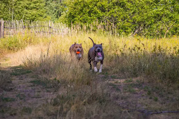 Psy staffordshire terrier są przeszkoleni i chodzić — Zdjęcie stockowe