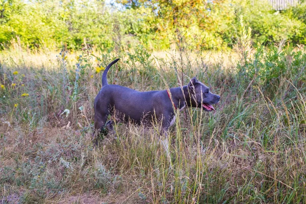 Staffordshire Terrier perros son entrenados y caminar —  Fotos de Stock