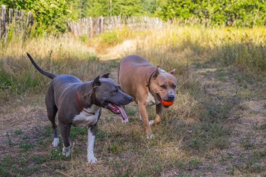 Staffordshire Terrier köpekler eğitimli ve yürüyüş