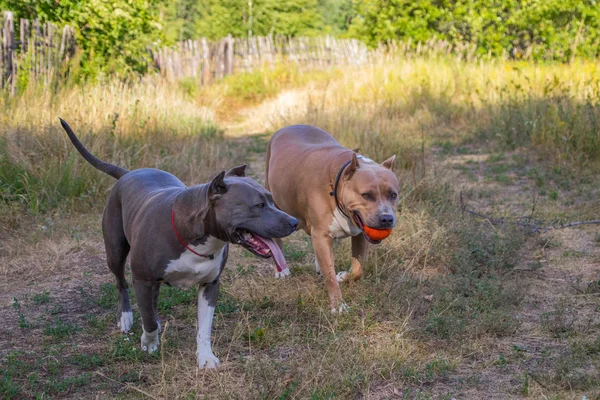 Staffordshire Terrier perros son entrenados y caminar —  Fotos de Stock