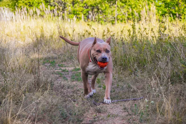 Psy staffordshire terrier są przeszkoleni i chodzić — Zdjęcie stockowe