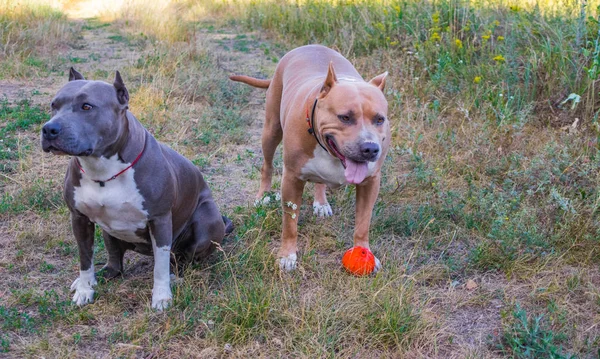 Psy staffordshire terrier są przeszkoleni i chodzić — Zdjęcie stockowe