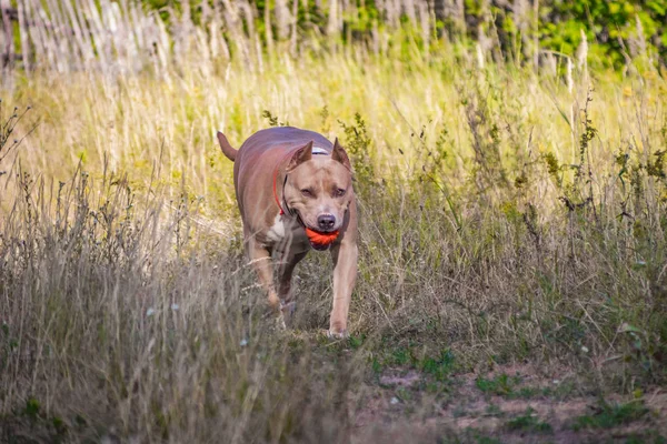 Psy staffordshire terrier są przeszkoleni i chodzić — Zdjęcie stockowe