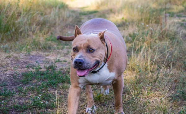 Psy staffordshire terrier są przeszkoleni i chodzić — Zdjęcie stockowe