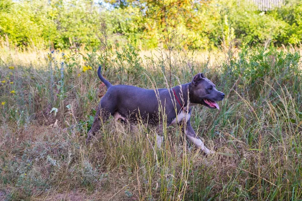 Psy staffordshire terrier są przeszkoleni i chodzić — Zdjęcie stockowe