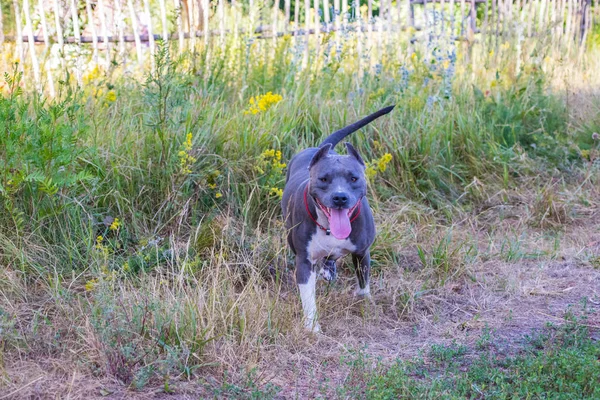 Psy staffordshire terrier są przeszkoleni i chodzić — Zdjęcie stockowe