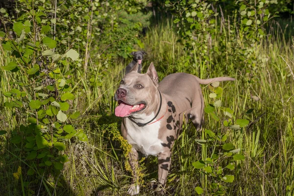 Psy staffordshire terrier są przeszkoleni i chodzić — Zdjęcie stockowe