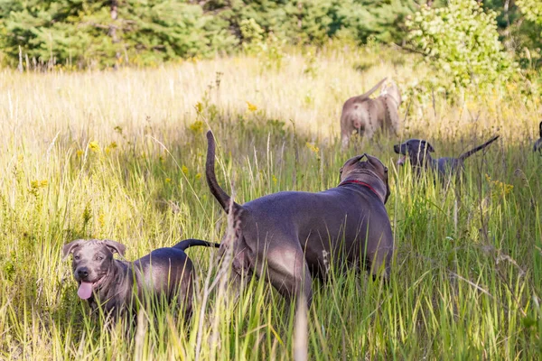 Rodzina staffordshire terrier zabrakło na spacer, matka z szczeniąt chodzić wolny — Zdjęcie stockowe