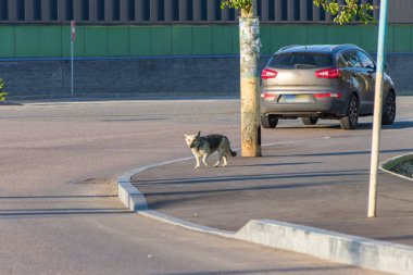 Arabalar arasında yolda sokak köpeği