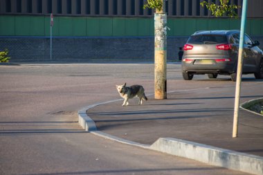 Arabalar arasında yolda sokak köpeği
