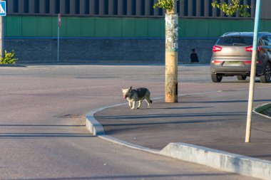 Arabalar arasında yolda sokak köpeği