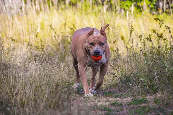 Staffordshire Terrier perros son entrenados y caminar — Foto de Stock