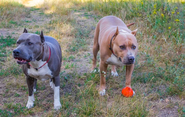 Psy staffordshire terrier są przeszkoleni i chodzić — Zdjęcie stockowe