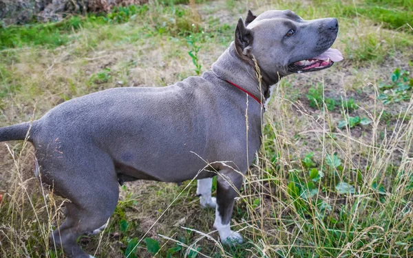 สุนัขสแตฟฟอร์ดเชียร์เทอร์เรียได้รับการฝึกฝนและเดิน — ภาพถ่ายสต็อก