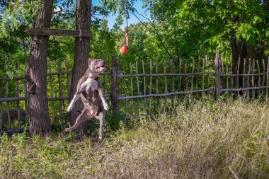 Staffordshire Terrier köpekler eğitimli ve yürüyüş