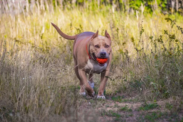 Psy staffordshire terrier są przeszkoleni i chodzić — Zdjęcie stockowe