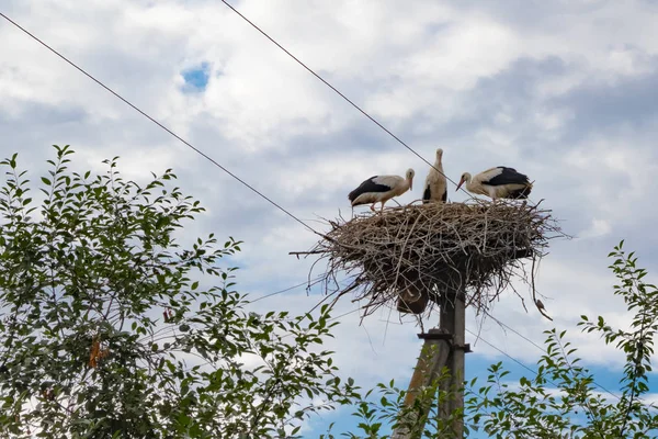Cigüeñas de pájaros en el nido en el poste eléctrico — Foto de Stock