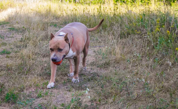 Psy staffordshire terrier są przeszkoleni i chodzić — Zdjęcie stockowe