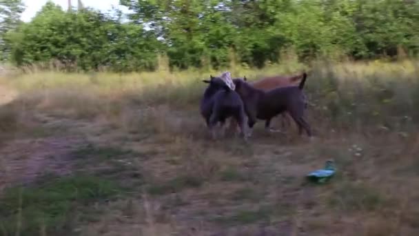 Staffordshire Terrier Hundar Utbildade Och Friska Luften Aktivt Uppfylla Tränare — Stockvideo