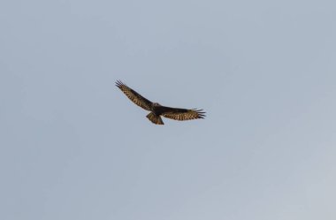 Avcı arayan uçan Hawk çakır kuşu