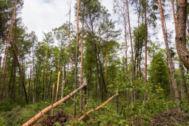 Ormanda bir kasırga ağaçları vurdu ve onlar düştü