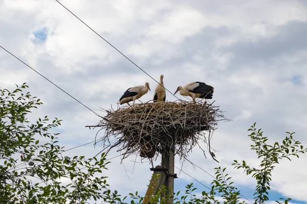 Cigüeñas de pájaros en el nido en el poste eléctrico — Foto de Stock