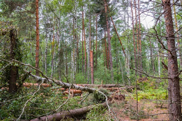 Un ouragan dans la forêt a abattu des arbres et ils sont tombés — Photo