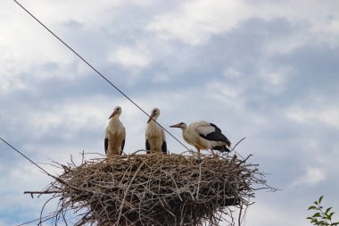 Elektrikli kutup üzerinde yuvada kuşlar leylek
