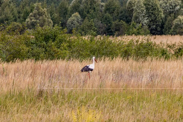 Um pássaro cegonha atravessa o campo em busca de comida . — Fotografia de Stock