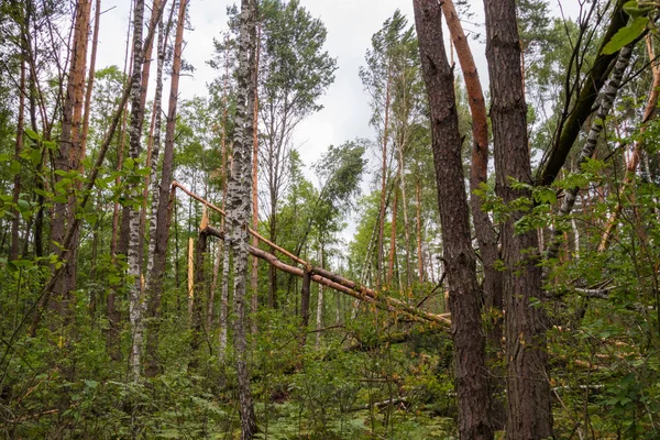 A hurricane in the forest knocked down trees and they fell — Stock Photo, Image