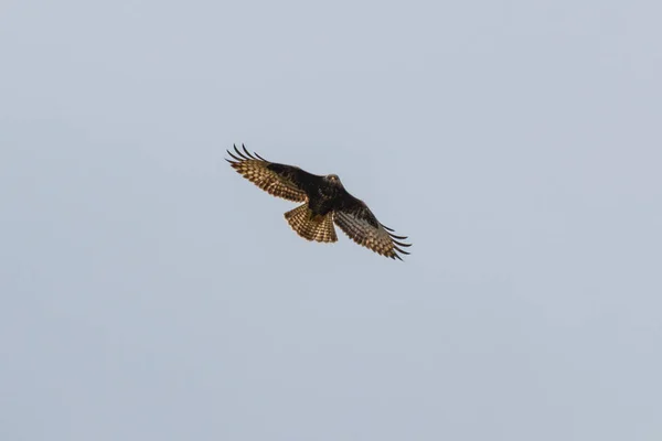 Flying hawk goshawk seeking prey — Stock Photo, Image