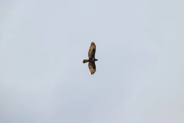 Flying Hawk duvhök söker byte — Stockfoto