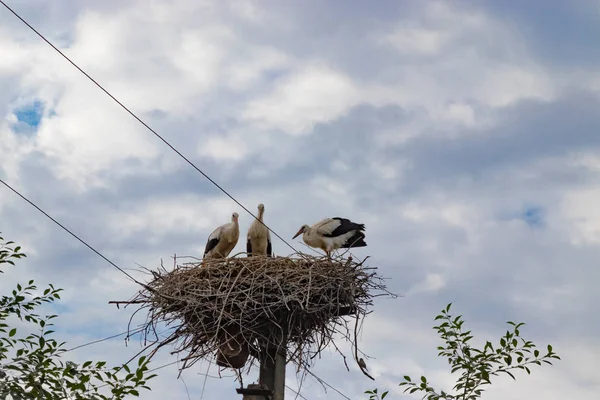 Fåglar storkar i boet på elstolpe — Stockfoto