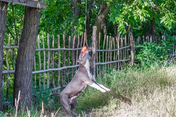 Psy staffordshire terrier są przeszkoleni i chodzić — Zdjęcie stockowe