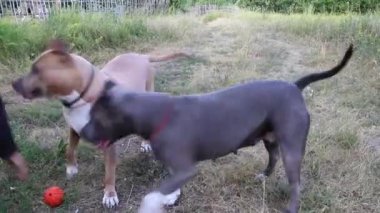 Staffordshire Terrier köpekler eğitimli ve temiz havada yürümek, aktif antrenörün komutları yerine getirmek ve güçlü kas organları geliştirmek, doğada yaz rekabet