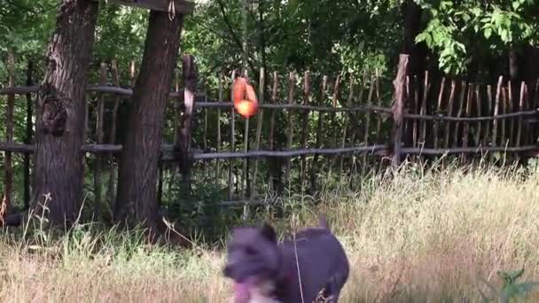 スタッフォードシャーテリア犬は訓練を受け 新鮮な空気の中を歩き 積極的にトレーナーの命令を満たし 自然の中で夏に競争し 活発に筋肉の体を開発します — ストック動画