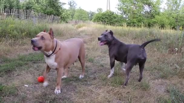 Staffordshire Terrier Psy Przeszkoleni Chodzić Świeżym Powietrzu Aktywnie Wypełniając Polecenia — Wideo stockowe
