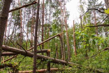Ormanda bir kasırga ağaçları vurdu ve onlar düştü