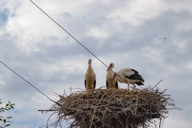 Elektrikli kutup üzerinde yuvada kuşlar leylek