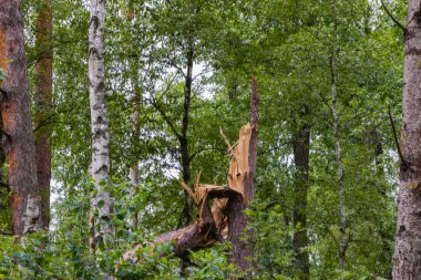 Ormanda bir kasırga ağaçları vurdu ve onlar düştü