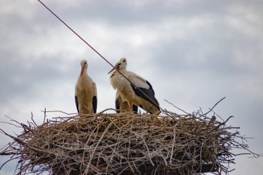 Elektrikli kutup üzerinde yuvada kuşlar leylek