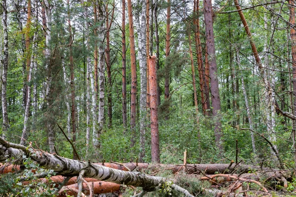 Ураган в лесу сбил деревья и они упали — стоковое фото