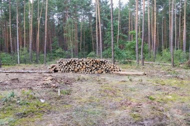 Bahar, taze yeşil çam kütükleri arasında zemin üzerinde yalan endüstriyel planlı ormansızlaşma