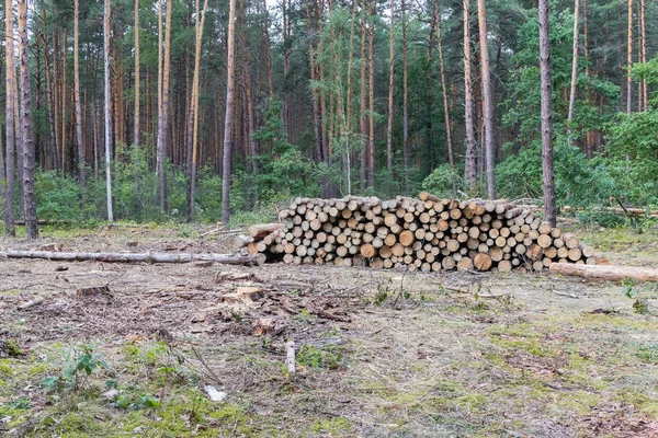 Deforestación industrial planificada en primavera, pino verde fresco yace en el suelo en medio de tocones —  Fotos de Stock