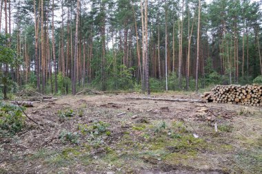Bahar, taze yeşil çam kütükleri arasında zemin üzerinde yalan endüstriyel planlı ormansızlaşma