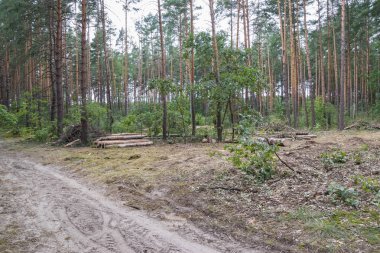 Bahar, taze yeşil çam kütükleri arasında zemin üzerinde yalan endüstriyel planlı ormansızlaşma