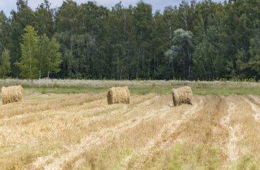Tarlada saman balyaları