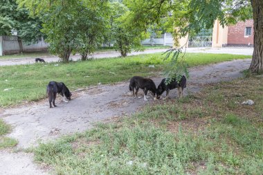 Yiyecek arayan sokak köpekleri
